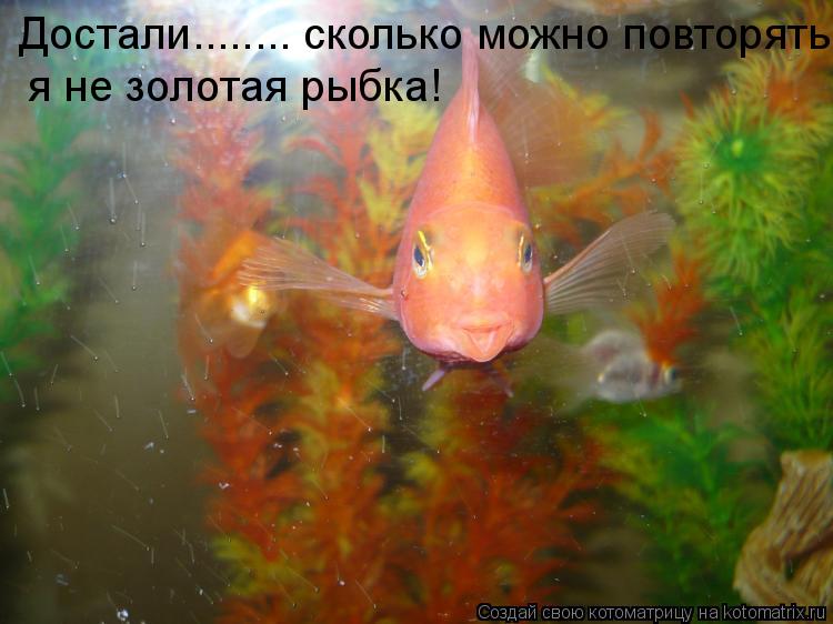 Достали........ сколько можно повторять, я не золотая рыбка!... Котоматрица: Достали........ сколько можно повторять, я не золотая рыбка!