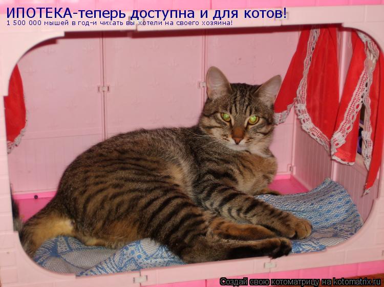 ИПОТЕКА-теперь доступна и для котов! 1 500 000 мышей в год-и чихать вы хотели на своего хозяина!... Котоматрица: ИПОТЕКА-теперь доступна и для котов! 1 500 000 мышей в год-и чихать вы хотели на своего хозяина!