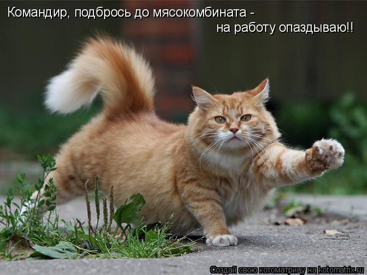 Командир, подбрось до мясокомбината - на работу опаздываю!!... Котоматрица: Командир, подбрось до мясокомбината - на работу опаздываю!!