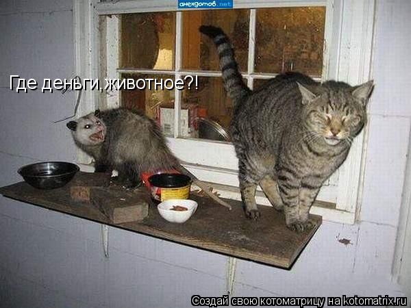 Где деньги,животное?!... Котоматрица: Где деньги,животное?!