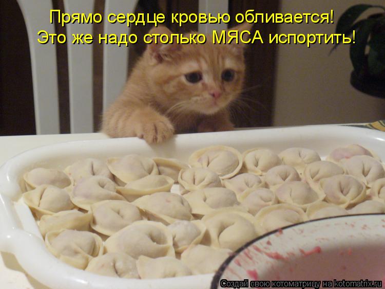 Прямо сердце кровью обливается! Это же надо столько МЯСА испортить!... Котоматрица: Прямо сердце кровью обливается! Это же надо столько МЯСА испортить!