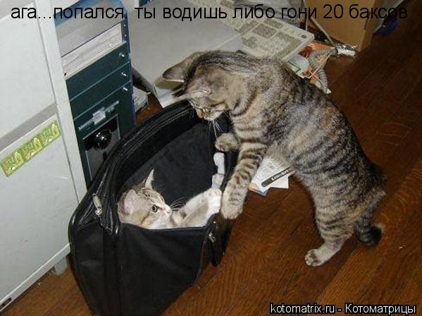 ага...попался. ты водишь либо гони 20 баксов... Котоматрица: ага...попался. ты водишь либо гони 20 баксов