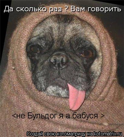 Да сколько раз ? Вам говорить <не Бульдог я а бабуся >... Котоматрица: Да сколько раз ? Вам говорить <не Бульдог я а бабуся >
