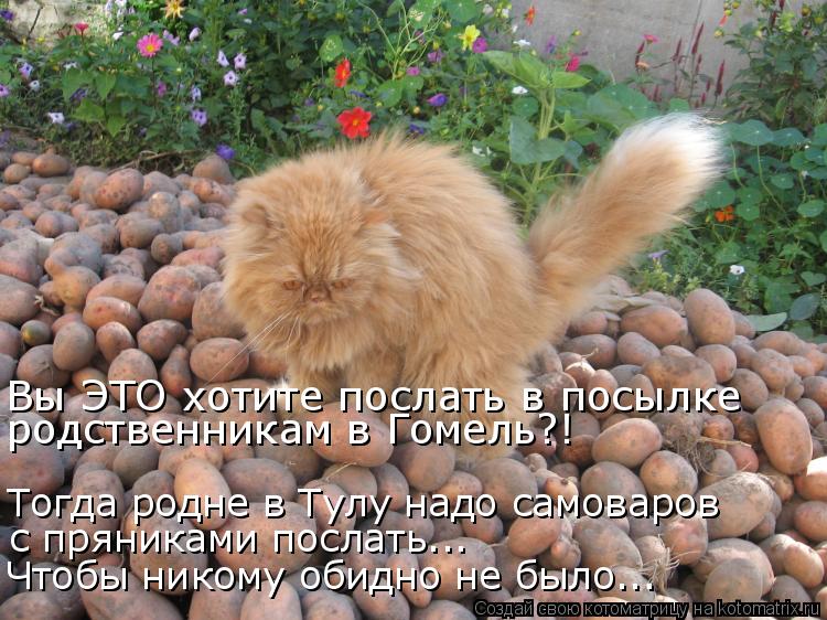 Вы ЭТО хотите послать в посылке родственникам в Гомель?! Тогда родне в Тулу надо самоваров с пряника... Котоматрица: Вы ЭТО хотите послать в посылке родственникам в Гомель?! Тогда родне в Тулу надо самоваров с пряниками послать... Чтобы никому обидно не был
