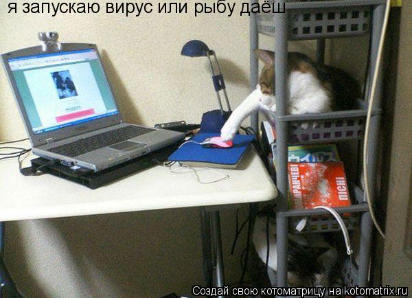 я запускаю вирус или рыбу даёш... Котоматрица: я запускаю вирус или рыбу даёш