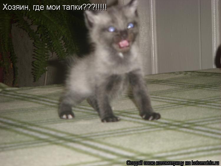 Хозяин, где мои тапки???!!!!!... Котоматрица: Хозяин, где мои тапки???!!!!!