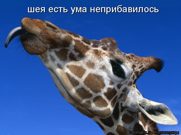 шея есть ума неприбавилось... Котоматрица: шея есть ума неприбавилось