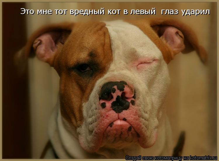 Это мне тот вредный кот в левый глаз ударил... Котоматрица: Это мне тот вредный кот в левый глаз ударил