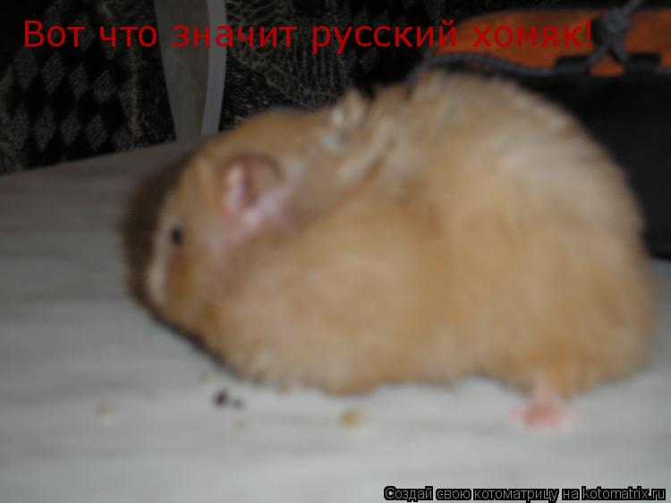 Вот что значит русский хомяк!... Котоматрица: Вот что значит русский хомяк!