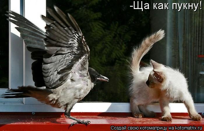 -Ща как пукну!... Котоматрица: -Ща как пукну!