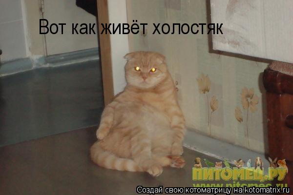 Вот как живёт холостяк... Котоматрица: Вот как живёт холостяк