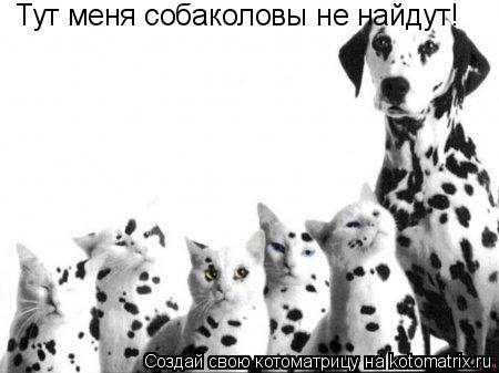 Тут меня собаколовы не найдут!... Котоматрица: Тут меня собаколовы не найдут!