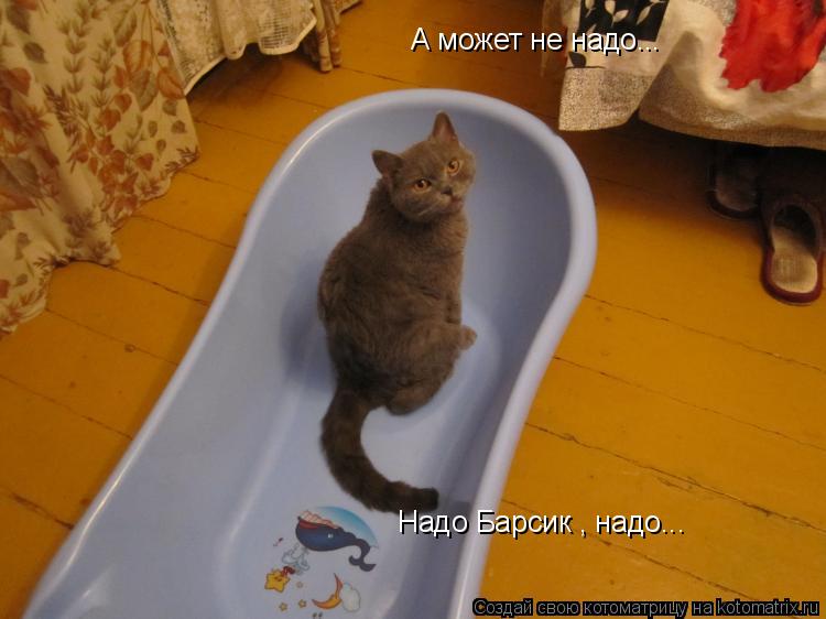 А может не надо... Надо Барсик , надо...... Котоматрица: А может не надо... Надо Барсик , надо...