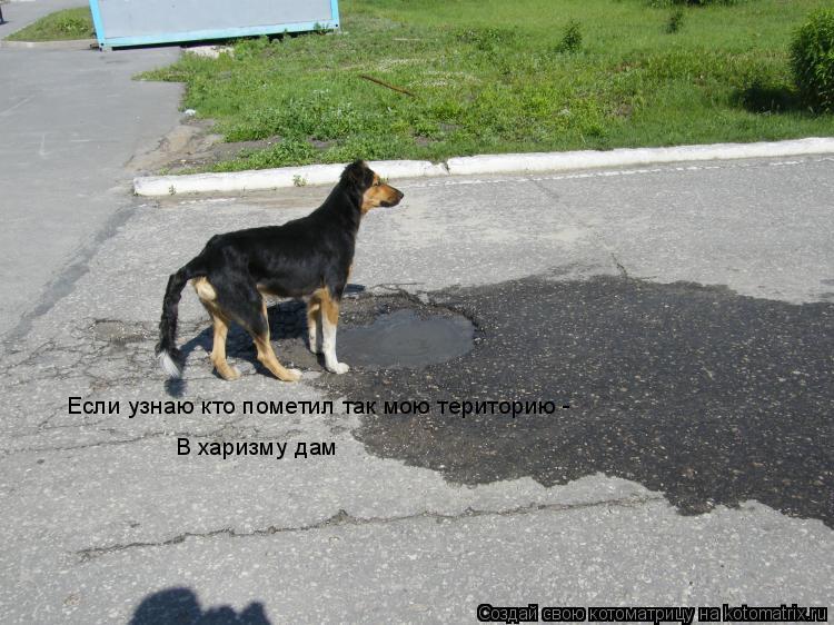 Если узнаю кто пометил так мою територию - В харизму дам... Котоматрица: Если узнаю кто пометил так мою територию - В харизму дам