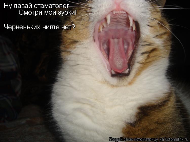 Ну давай стаматолог, Смотри мои зубки! Черненьких нигде нет?... Котоматрица: Ну давай стаматолог, Смотри мои зубки! Черненьких нигде нет?