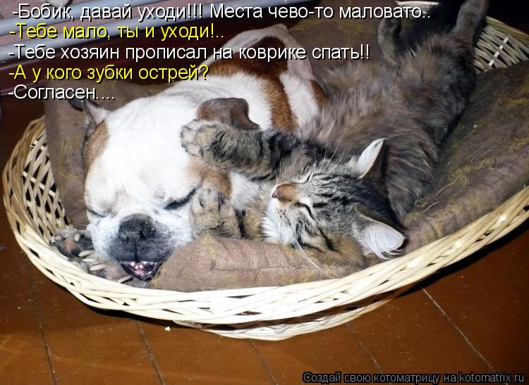 -Бобик, давай уходи!!! Места чево-то маловато.. -Тебе мало, ты и уходи!.. -Тебе хозяин прописал на ко... Котоматрица: -Бобик, давай уходи!!! Места чево-то маловато.. -Тебе мало, ты и уходи!.. -Тебе хозяин прописал на коврике спать!! -А у кого зубки острей? -Согласен