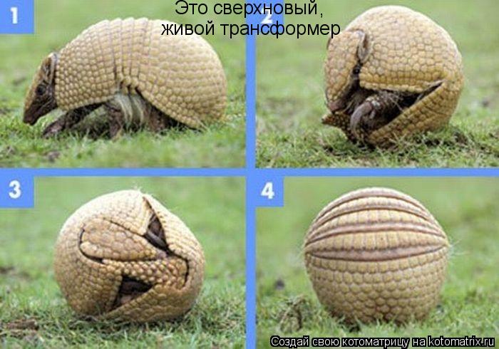 Это сверхновый живой трансформер ,... Котоматрица: Это сверхновый живой трансформер ,