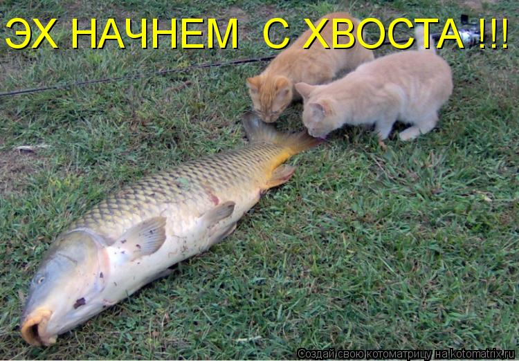 ЭХ НАЧНЕМ С ХВОСТА !!!... Котоматрица: ЭХ НАЧНЕМ С ХВОСТА !!!