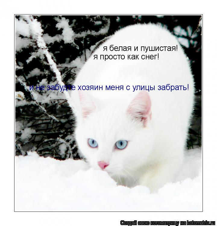 я белая и пушистая! а не то что ты! я просто как снег! и не забудте хозяин меня с улицы забрать!... Котоматрица: я белая и пушистая! а не то что ты! я просто как снег! и не забудте хозяин меня с улицы забрать!