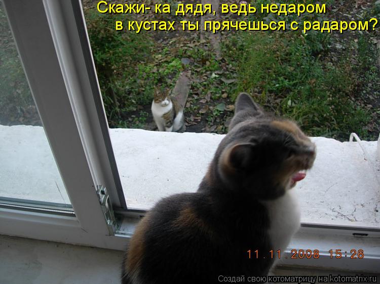 Скажи- ка дядя, ведь недаром в кустах ты прячешься с радаром?... Котоматрица: Скажи- ка дядя, ведь недаром в кустах ты прячешься с радаром?