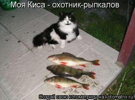Моя Киса - охотник-рыпкалов... Котоматрица: Моя Киса - охотник-рыпкалов