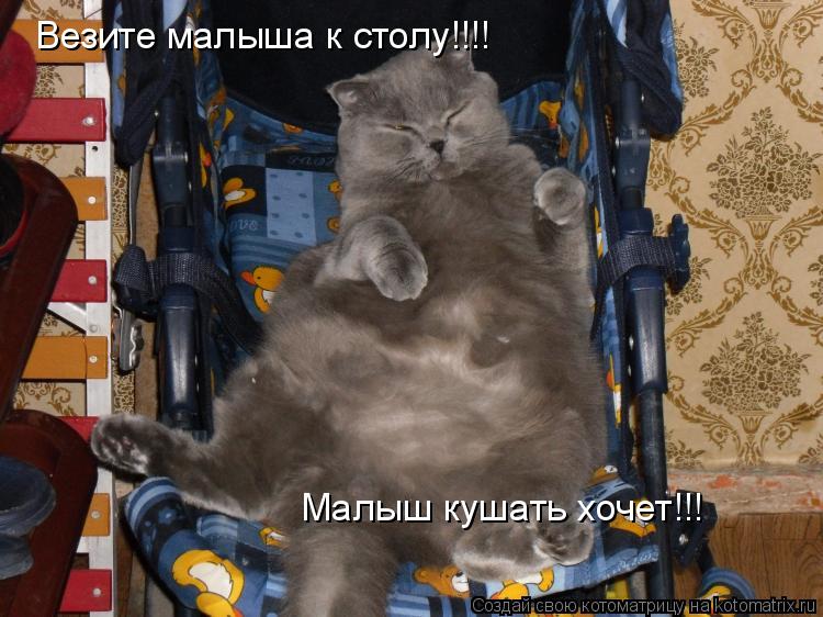 Везите малыша к столу!!!! Малыш кушать хочет!!!... Котоматрица: Везите малыша к столу!!!! Малыш кушать хочет!!!