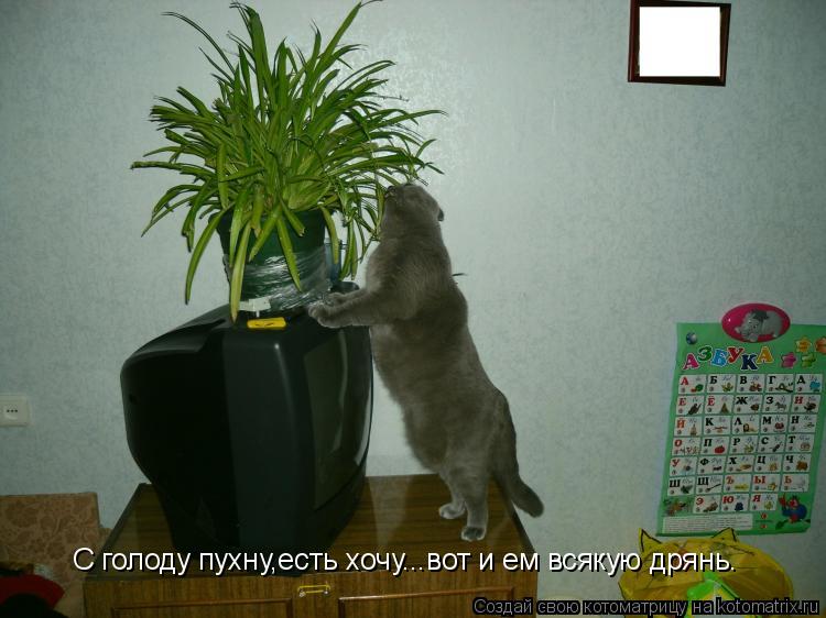 С голоду пухну,есть хочу...вот и ем всякую дрянь.... Котоматрица: С голоду пухну,есть хочу...вот и ем всякую дрянь.