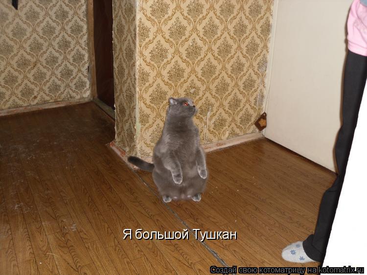 Я большой Тушкан... Котоматрица: Я большой Тушкан
