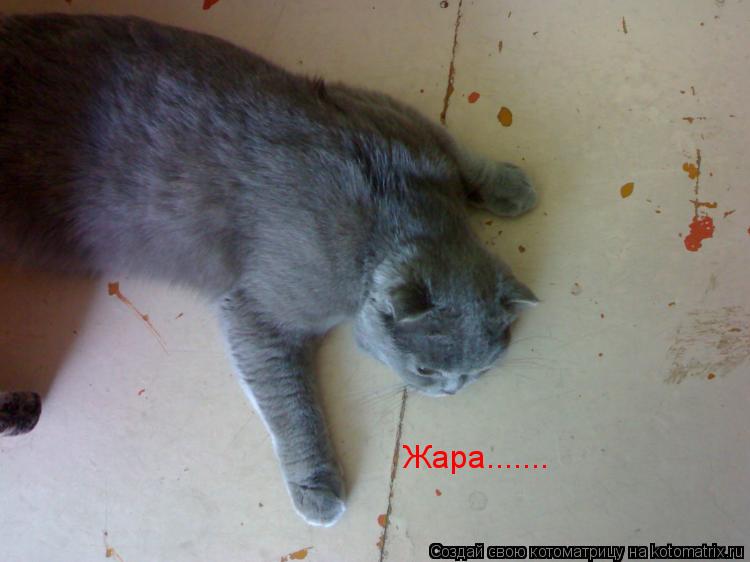 Жара.......... Котоматрица: Жара.......