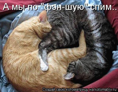 А мы по "фэн-шую" спим..... Котоматрица: А мы по "фэн-шую" спим..