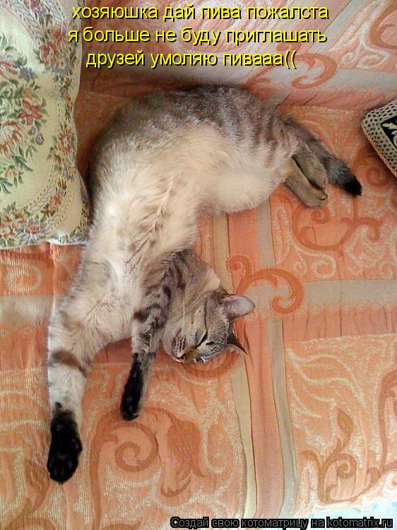 хозяюшка дай пива пожалста я больше не буду приглашать друзей умоляю пивааа((... Котоматрица: хозяюшка дай пива пожалста я больше не буду приглашать друзей умоляю пивааа((