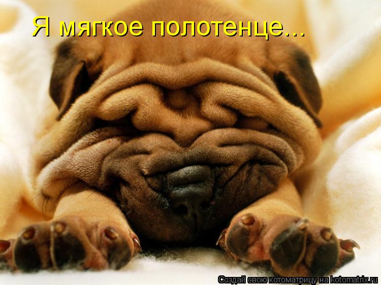 Я мягкое полотенце...... Котоматрица: Я мягкое полотенце...