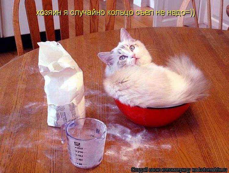 хозяин я случайно кольцо съел не надо=))... Котоматрица: хозяин я случайно кольцо съел не надо=))