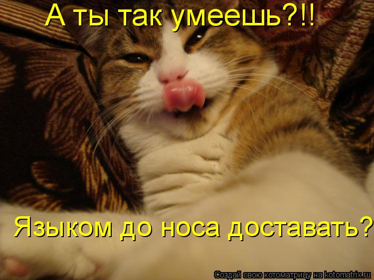 А ты так умеешь?!! Языком до носа доставать?... Котоматрица: А ты так умеешь?!! Языком до носа доставать?