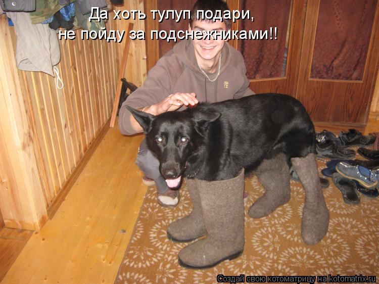 Котоматрица: Да хоть тулуп подари, не пойду за подснежниками!!