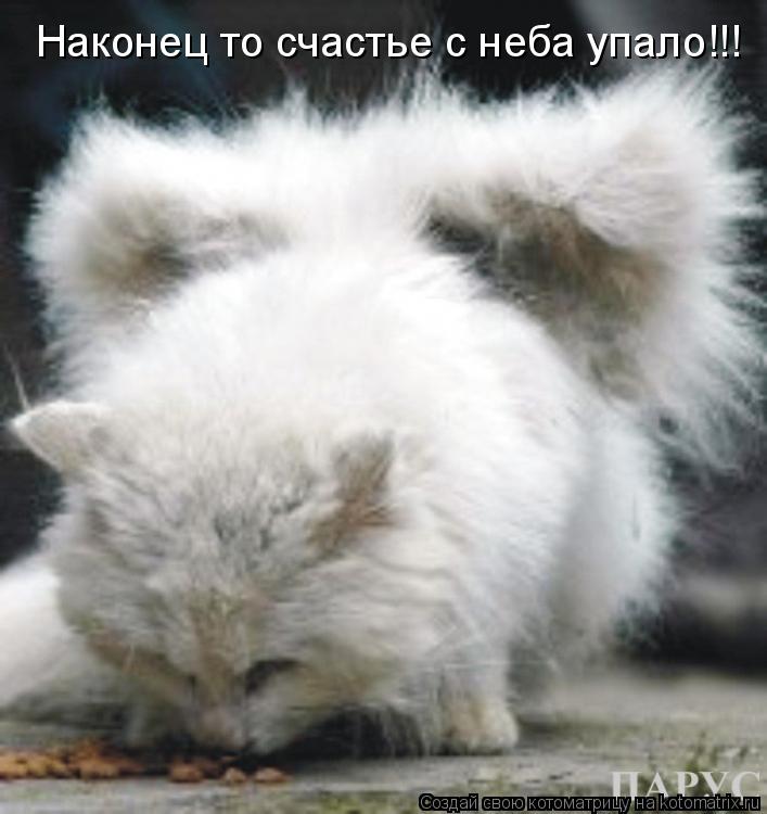Наконец то счастье с неба упало!!!... Котоматрица: Наконец то счастье с неба упало!!!