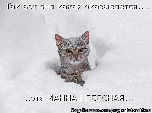 Так вот она какая оказывается.... ...эта МАННА НЕБЕСНАЯ...... Котоматрица: Так вот она какая оказывается.... ...эта МАННА НЕБЕСНАЯ...