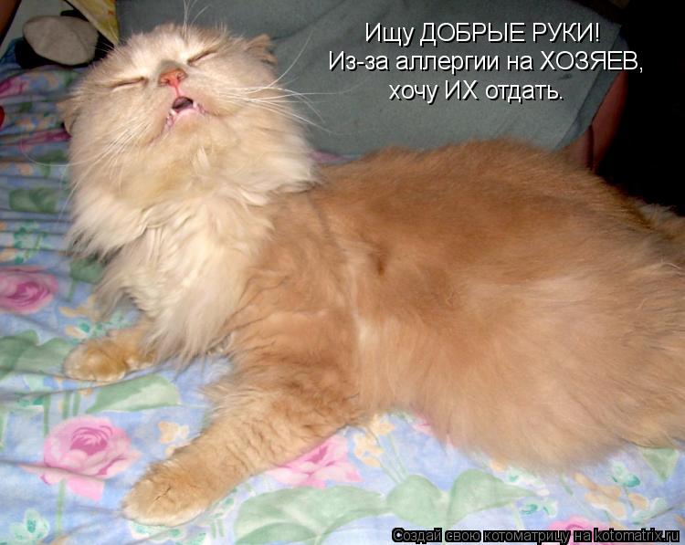 Котоматрица: Ищу ДОБРЫЕ РУКИ! Из-за аллергии на ХОЗЯЕВ, хочу ИХ отдать.
