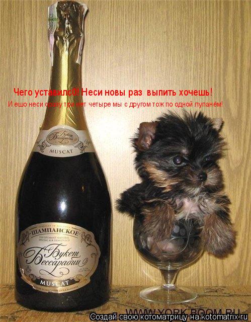Чего уставилс0! Неси новы раз выпить хочешь! И ешо неси сразу три нет четыре мы с другом тож по одно... Котоматрица: Чего уставилс0! Неси новы раз выпить хочешь! И ешо неси сразу три нет четыре мы с другом тож по одной лупанём!