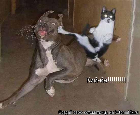 Кий-йа!!!!!!!!!... Котоматрица: Кий-йа!!!!!!!!!