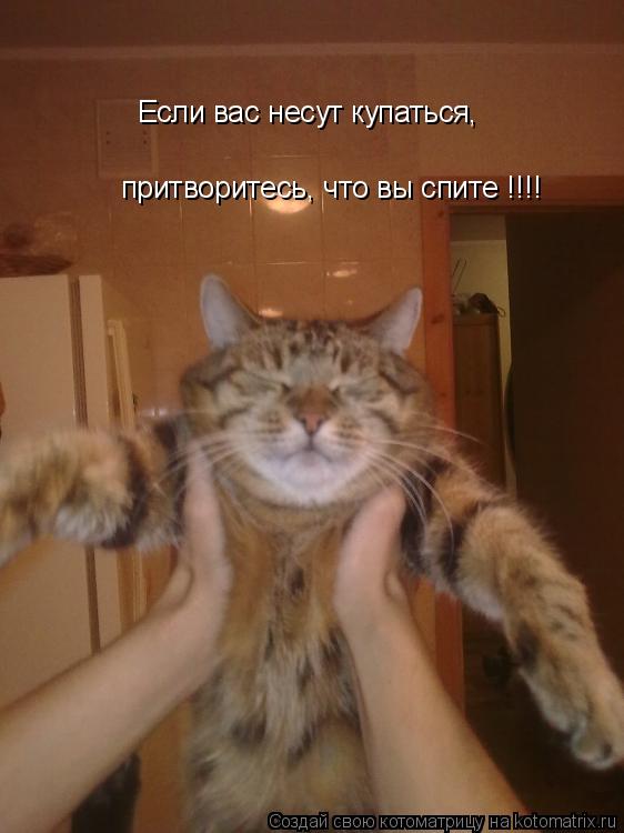 Если вас несут купаться, притворитесь, что вы спите !!!!... Котоматрица: Если вас несут купаться, притворитесь, что вы спите !!!!