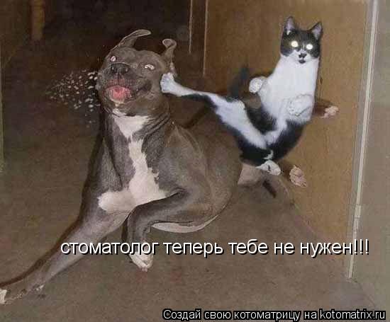стоматолог теперь тебе не нужен!!!... Котоматрица: стоматолог теперь тебе не нужен!!!