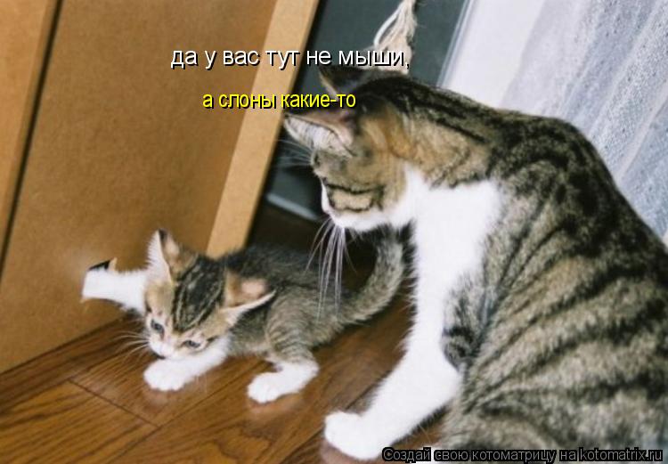 да у вас тут не мыши, а слоны какие-то... Котоматрица: да у вас тут не мыши, а слоны какие-то