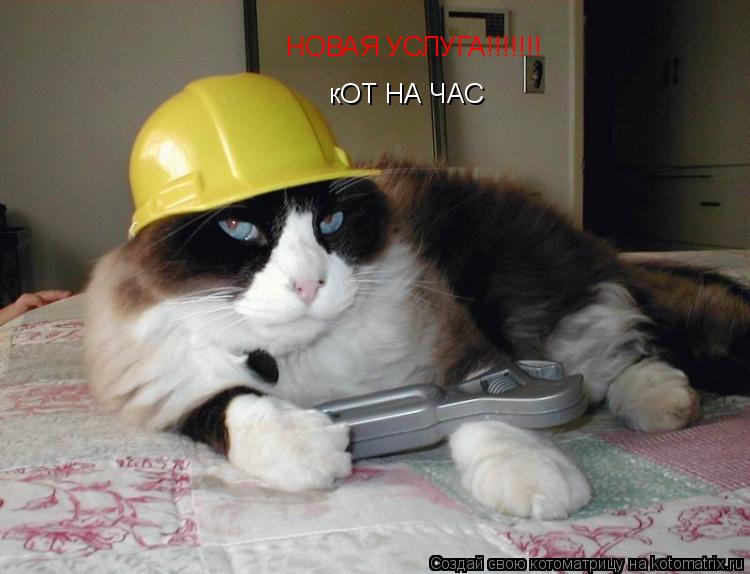 НОВАЯ УСЛУГА!!!!!!! кОТ НА ЧАС... Котоматрица: НОВАЯ УСЛУГА!!!!!!! кОТ НА ЧАС