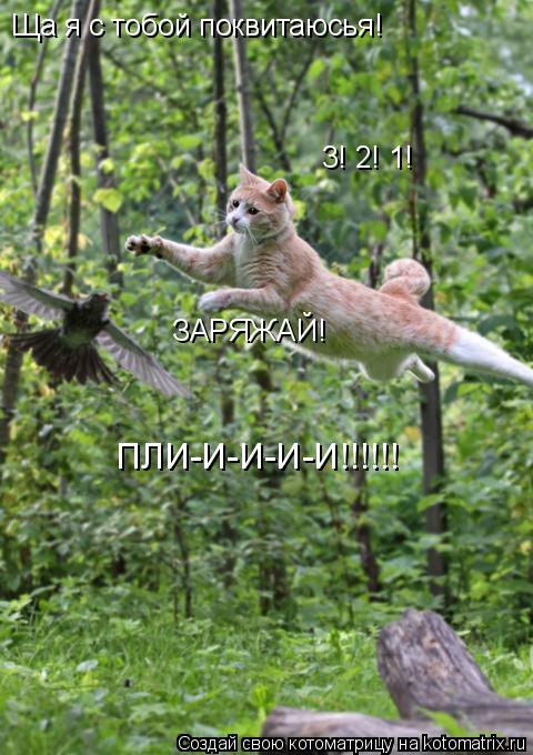 Ща я с тобой поквитаюсья! 3! 2! 1! ЗАРЯЖАЙ! ПЛИ-И-И-И-И!!!!!!... Котоматрица: Ща я с тобой поквитаюсья! 3! 2! 1! ЗАРЯЖАЙ! ПЛИ-И-И-И-И!!!!!!