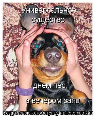 Универсальное существо днем пёс, а вечером заяц... Котоматрица: Универсальное существо днем пёс, а вечером заяц