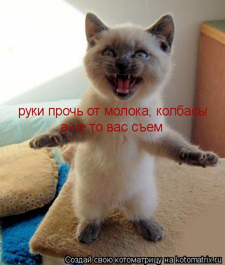 руки прочь от молока, колбасы а не то вас съем... Котоматрица: руки прочь от молока, колбасы а не то вас съем