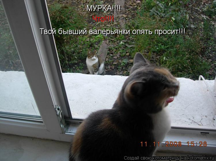 МУРКА!!!! Что!!!! Твой бывший валерьянки опять просит!!!... Котоматрица: МУРКА!!!! Что!!!! Твой бывший валерьянки опять просит!!!