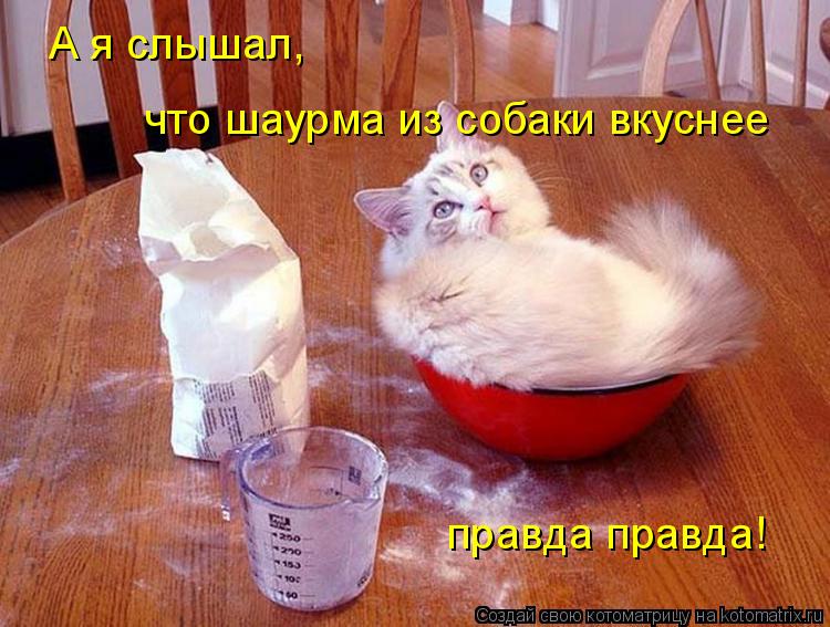 А я слышал, что шаурма из собаки вкуснее правда правда!... Котоматрица: А я слышал, что шаурма из собаки вкуснее правда правда!