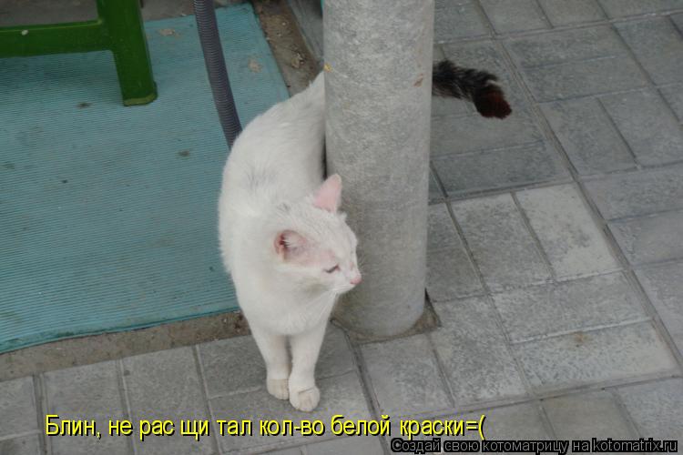 Блин, не рас щи тал кол-во белой краски=(... Котоматрица: Блин, не рас щи тал кол-во белой краски=(